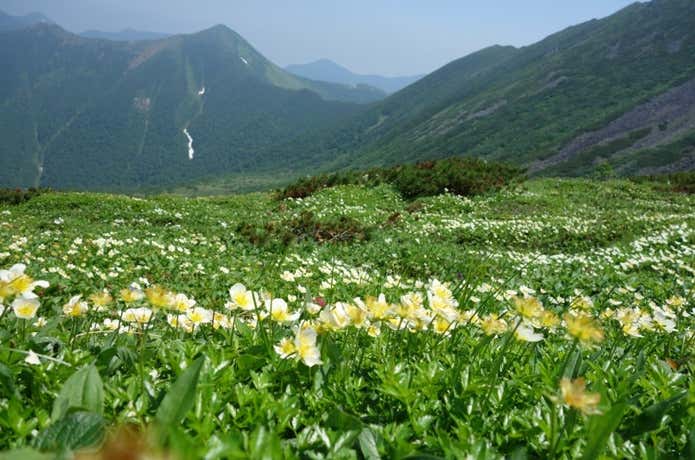 幌尻岳チングルマ
