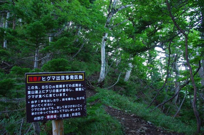 羅臼岳　熊