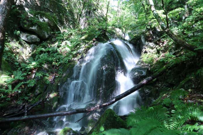 鳳凰山の沢