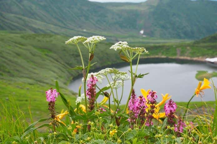鳥海山　お花畑
