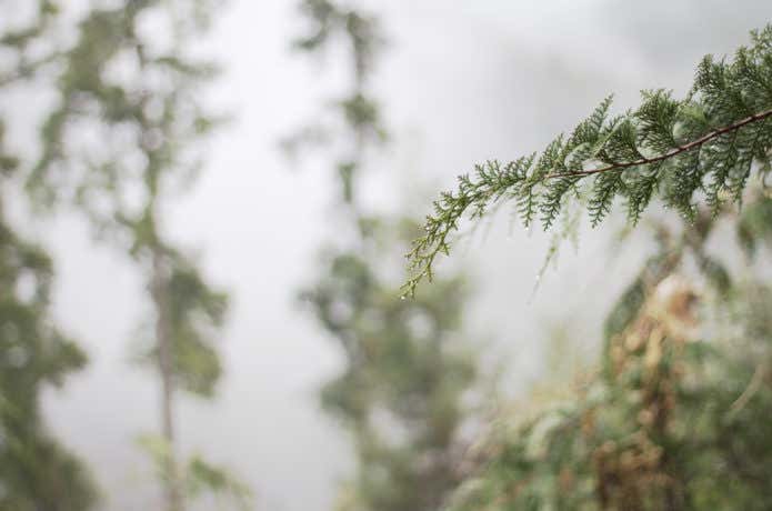 雨と樹