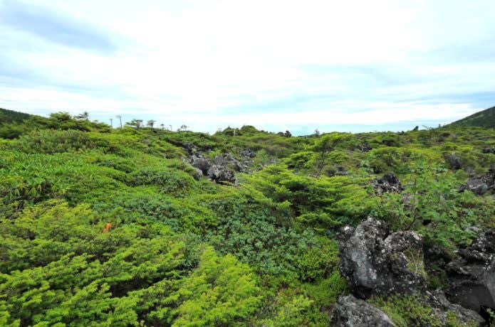 北横岳の坪庭