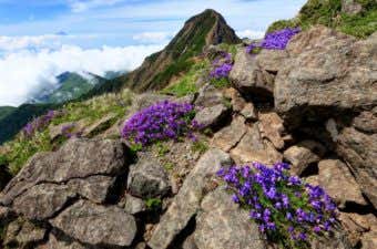 横岳と高山植物