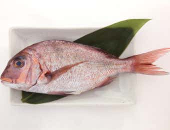 鯛