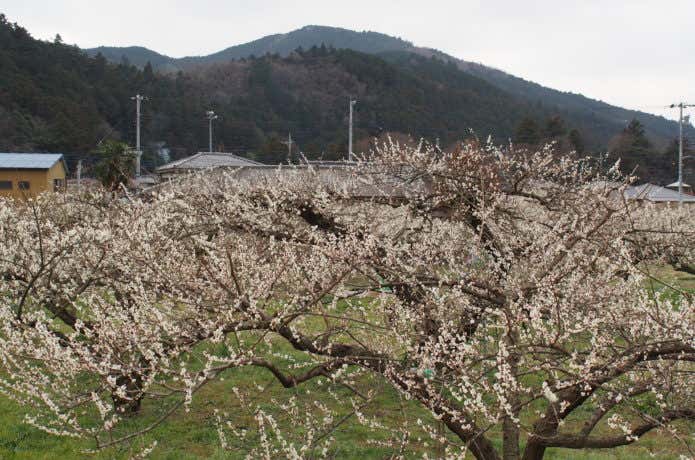 大高取山と梅林