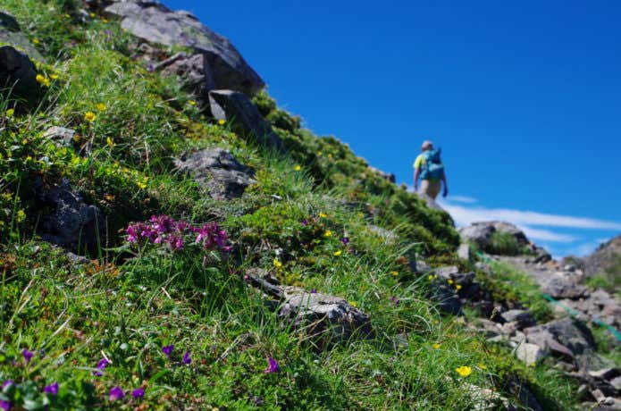 南アルプス　高山植物