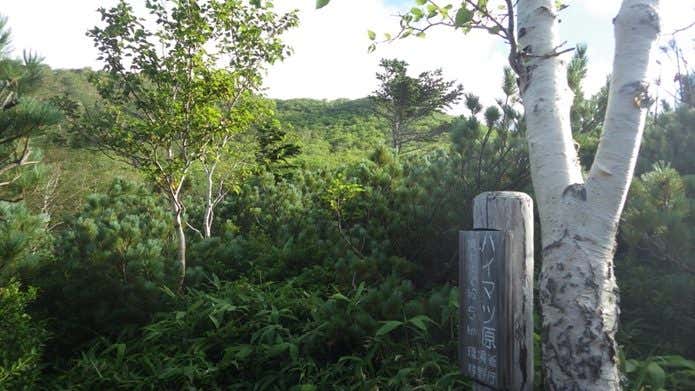 羅臼岳　ハイマツ原