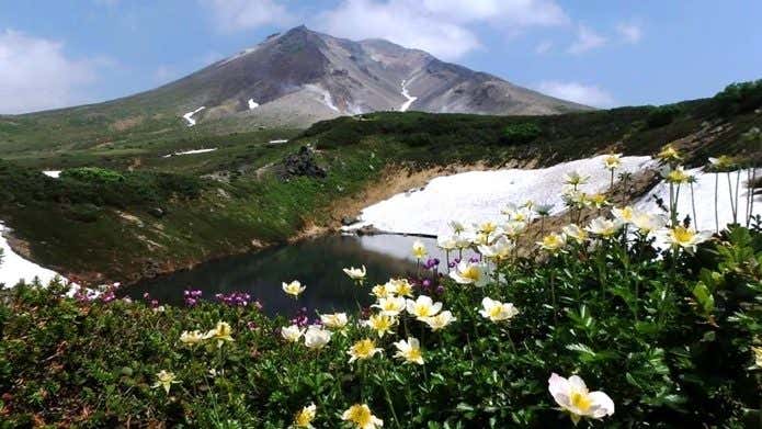 大雪山　お花畑