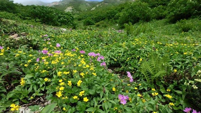 白山　お花畑