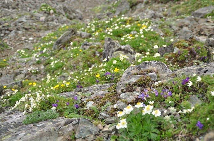 北岳　お花畑