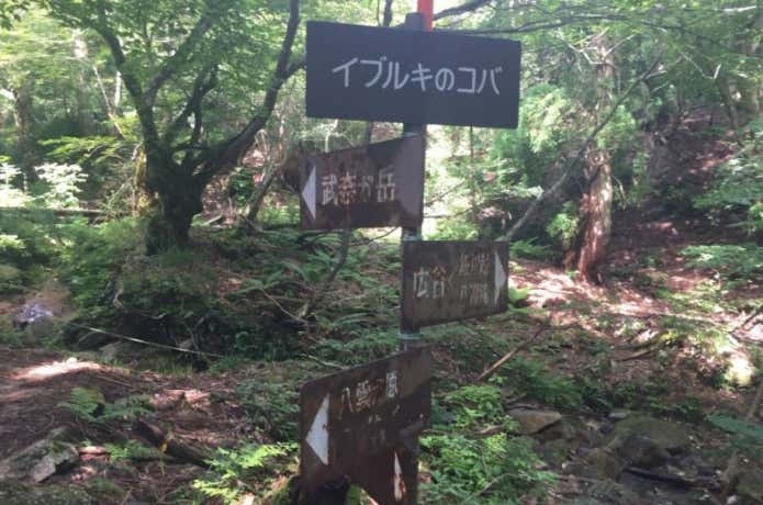 イブルキノコバ