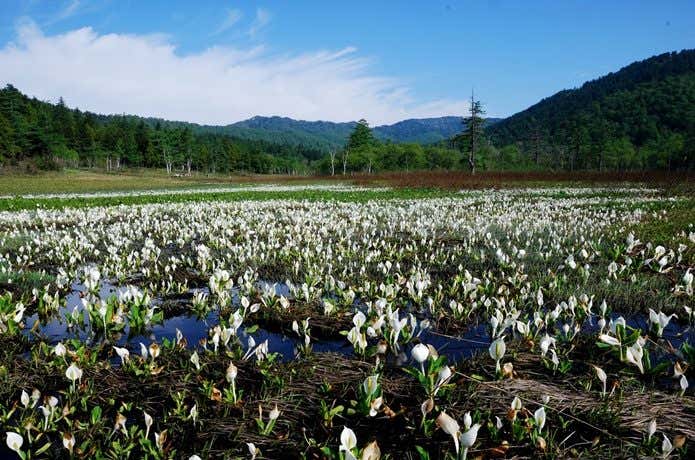研究見本園