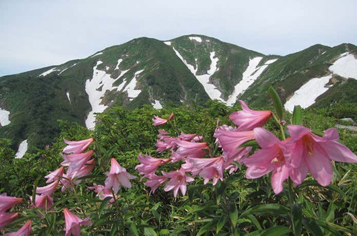 大朝日岳で咲くヒメサユリ