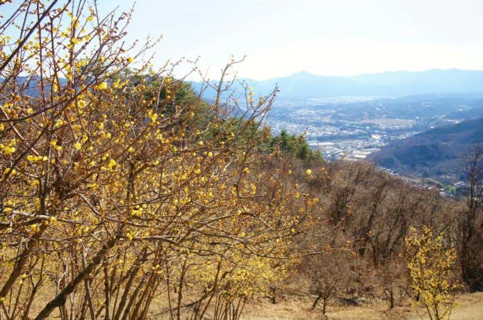宝登山から見た景色とロウバイ