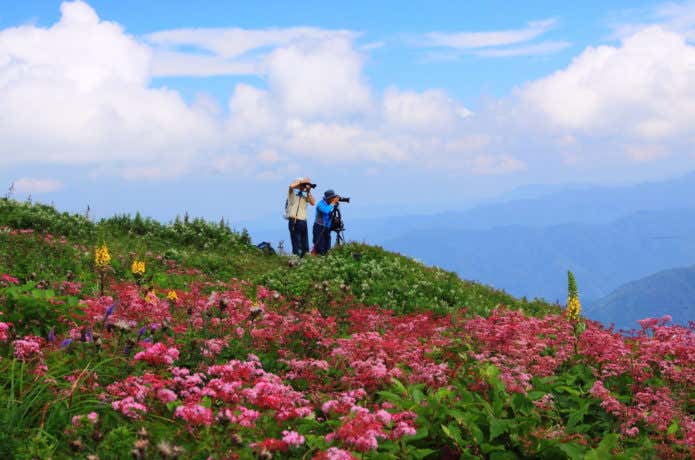 伊吹山山頂の花畑