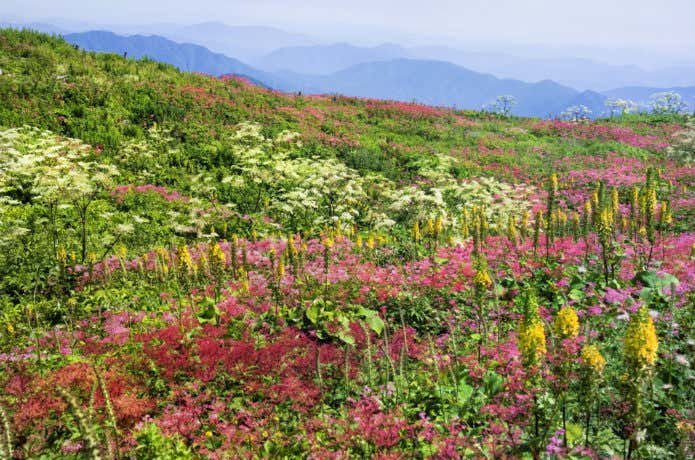 伊吹山頂上の花畑