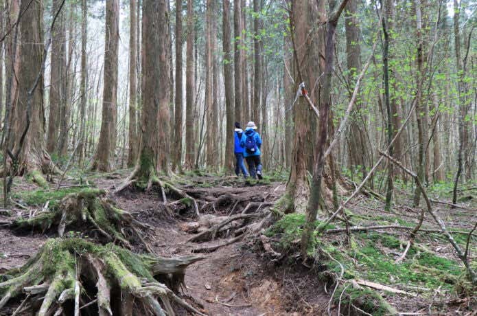 登山道