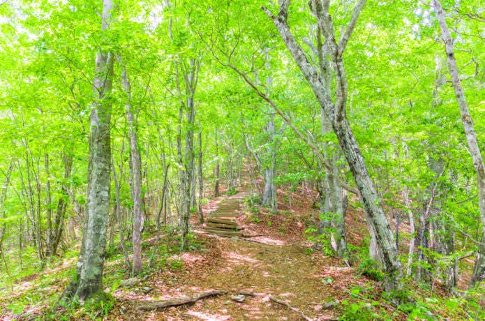 三頭山、都民の森のブナ林