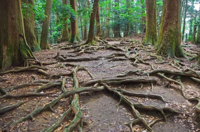 京都の山、鞍馬山の登山道