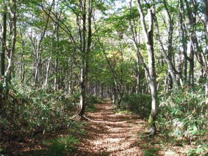戸隠キャンプ場登山道の画像