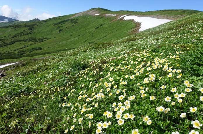 北ノ俣岳への稜線のお花畑