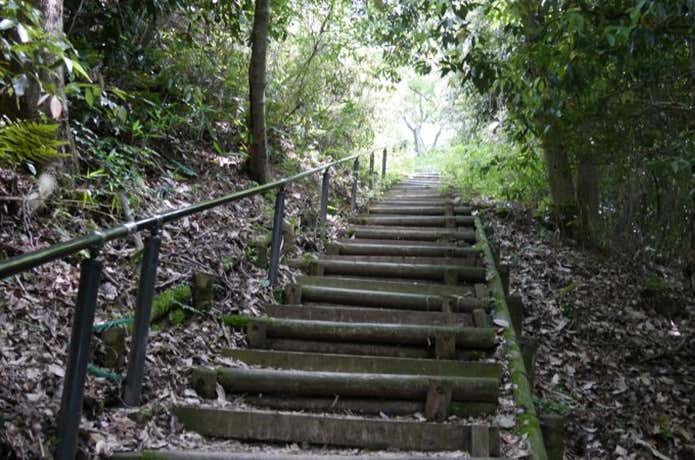 大阪　登山　葛城山のススキ