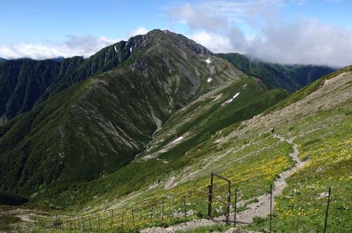 悪沢岳 花畑