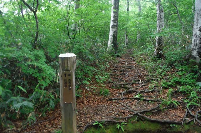 ハナヌキ分岐