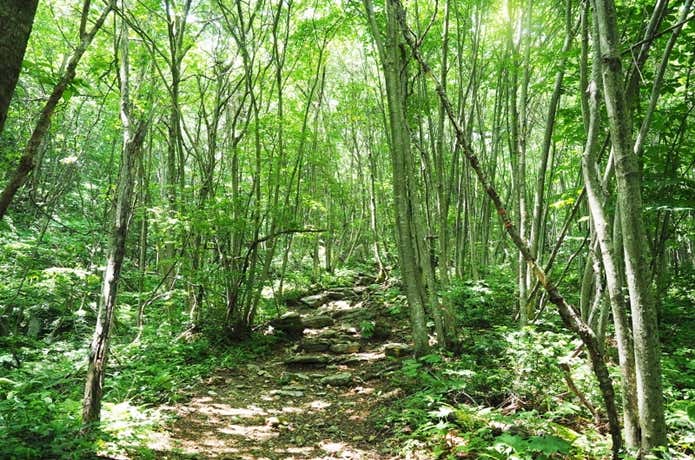 冠山の登山道