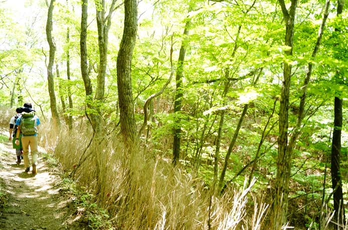 荒船山登山道