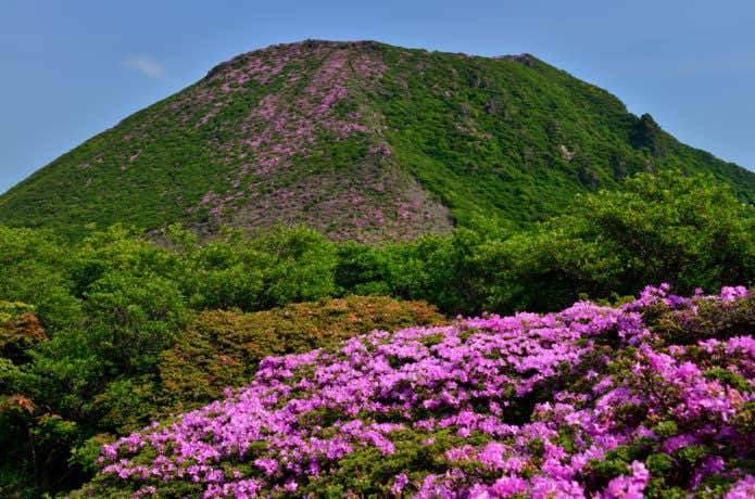平治岳とミヤマキリシマ