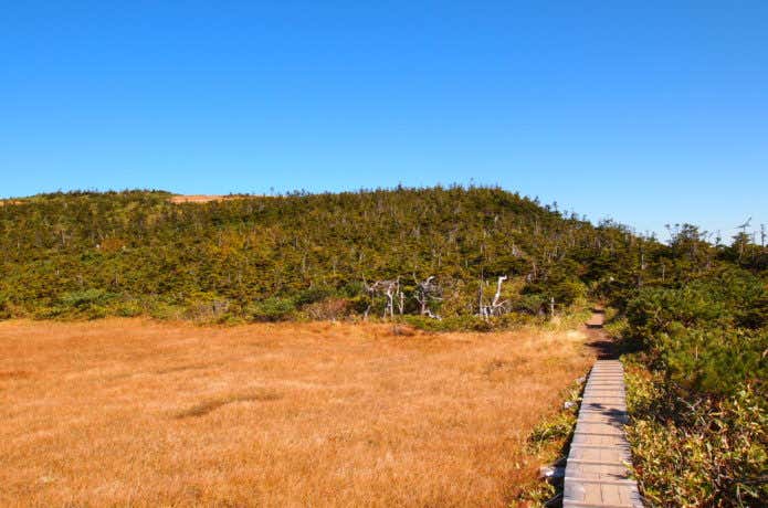 平ヶ岳山頂の景色(湿原)