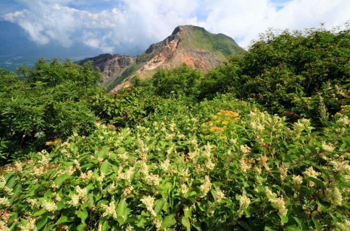 磐梯山のオンタデ群落と櫛ヶ峰