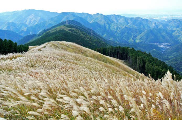 大阪　登山　岩湧山のススキ