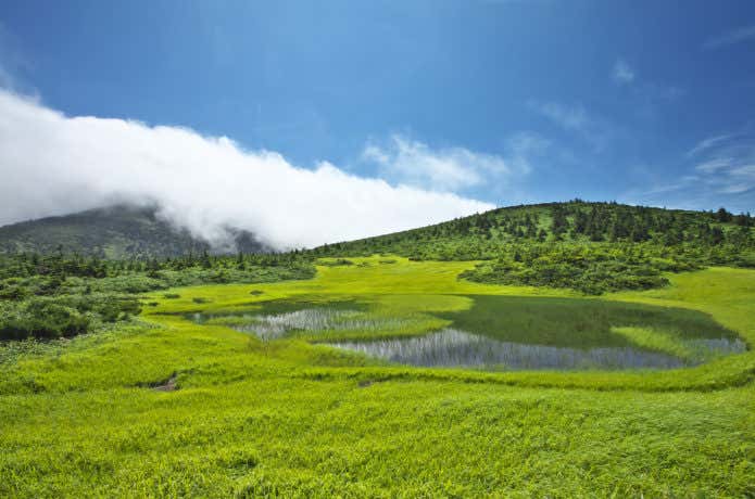 八甲田山 湿原