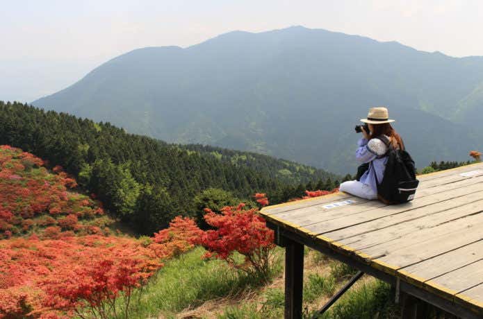 大阪　登山　葛城山のツツジ