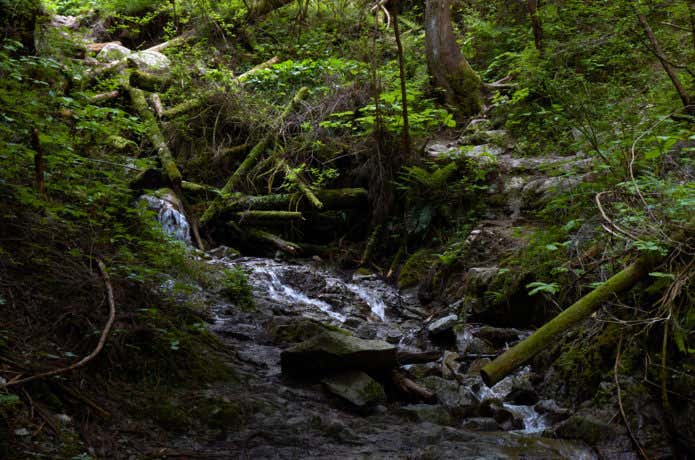 大阪　登山　和泉葛城山渓流