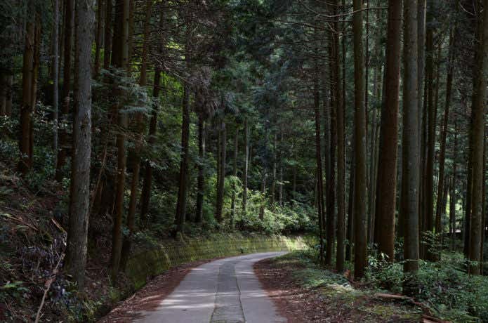 大阪　登山　和泉葛城山登山道