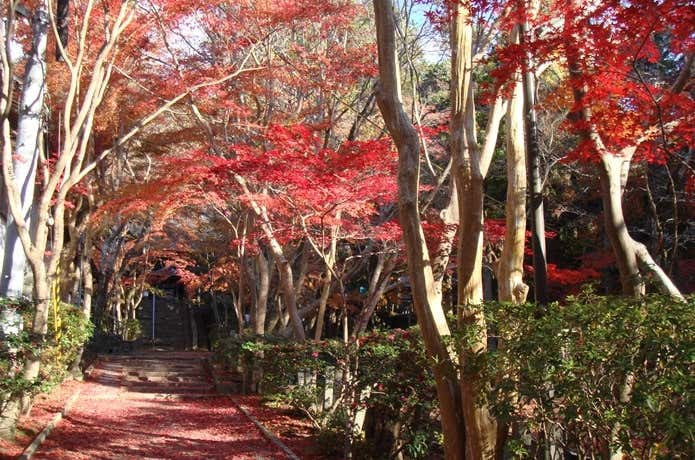 紅葉のポンポン山