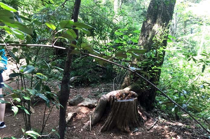 危険行為　登山道の枝