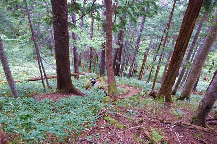 登山道