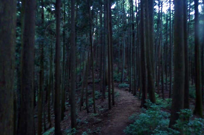 低山 樹林帯