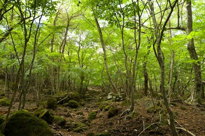 由布岳　登山道