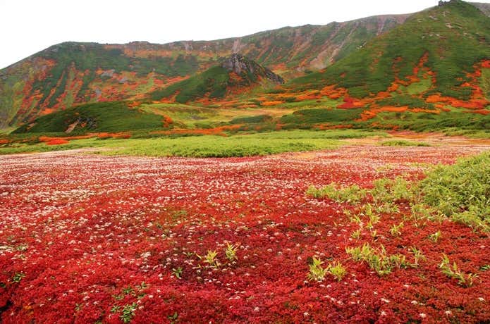 旭岳のチングルマ
