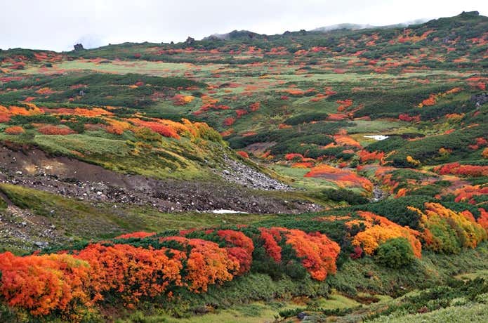裾合平の紅葉