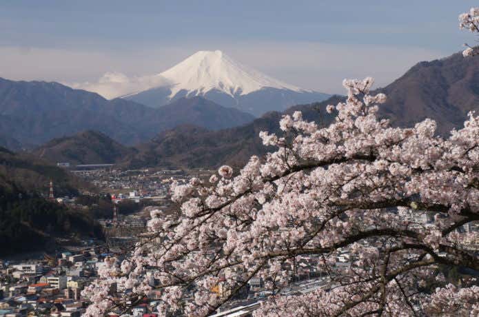 岩殿山の桜と富士山