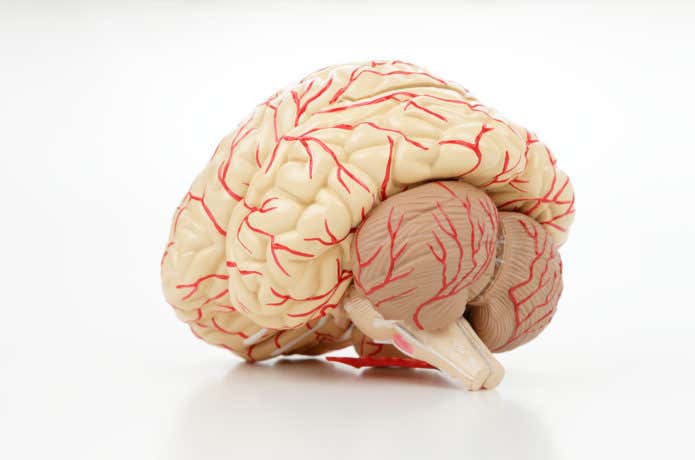 脳の臓器模型