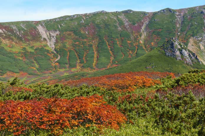 旭岳の紅葉