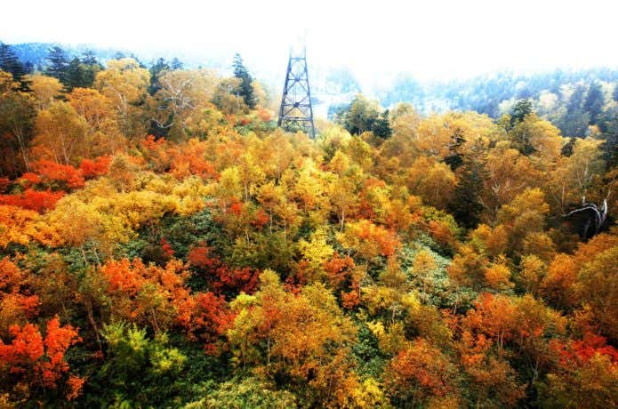 ロープウェイから見た旭岳の紅葉