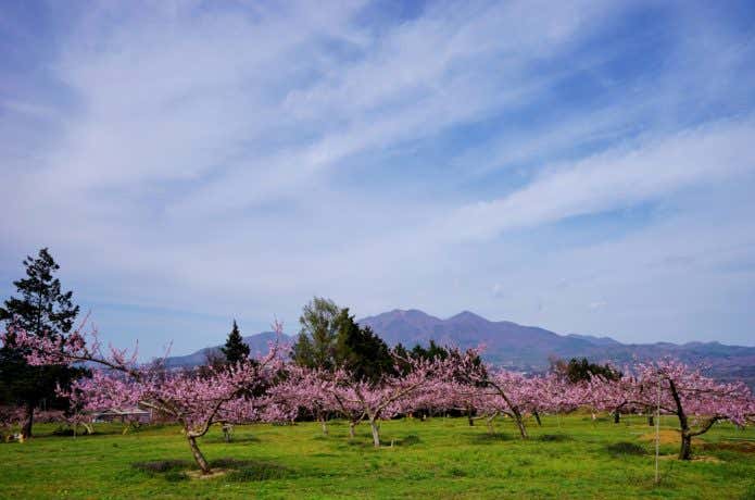 桃の花と茅ヶ岳